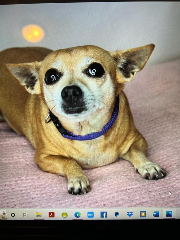 Lulu, an adoptable Chihuahua Mix in Breinigsville, PA_image-2