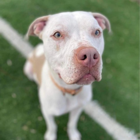 Rocko, an adoptable Pit Bull Terrier, Mixed Breed in Peculiar, MO, 64078 | Photo Image 1