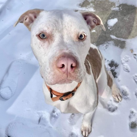 Rocko, an adoptable Pit Bull Terrier, Mixed Breed in Peculiar, MO, 64078 | Photo Image 3