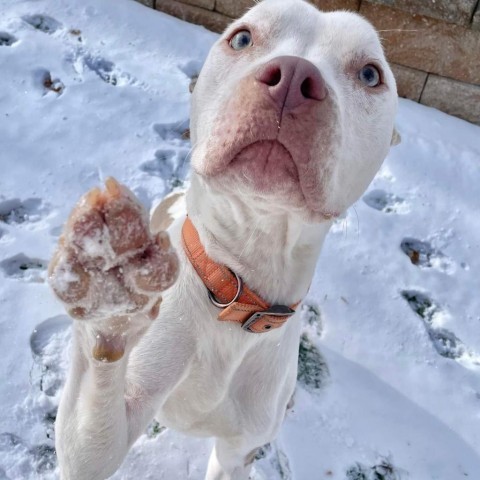 Rocko, an adoptable Pit Bull Terrier, Mixed Breed in Peculiar, MO, 64078 | Photo Image 4