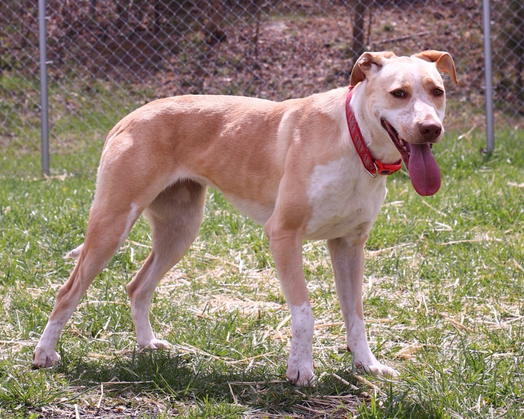 Happy, an adoptable Australian Cattle Dog / Blue Heeler in Blountville, TN, 37617 | Photo Image 1
