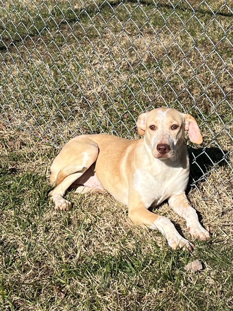 Happy, an adoptable Australian Cattle Dog / Blue Heeler in Blountville, TN, 37617 | Photo Image 2
