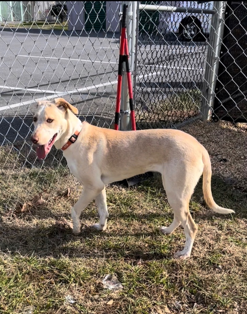 Happy, an adoptable Australian Cattle Dog / Blue Heeler in Blountville, TN, 37617 | Photo Image 3