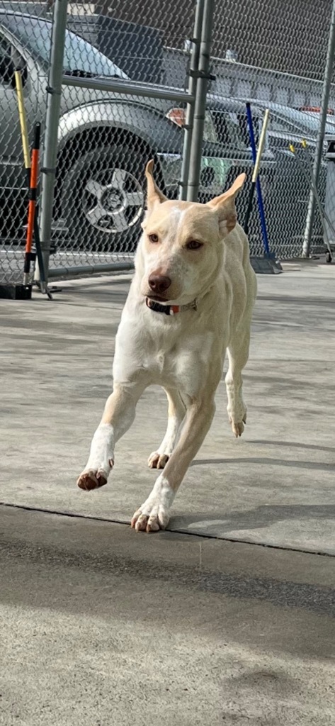 Happy, an adoptable Australian Cattle Dog / Blue Heeler in Blountville, TN, 37617 | Photo Image 4