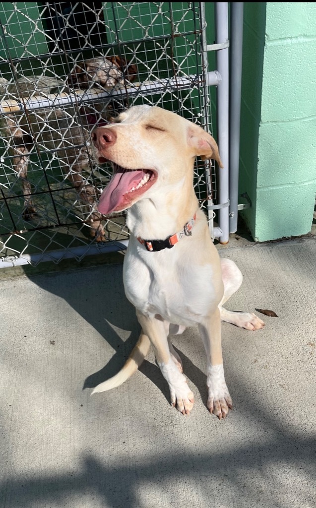 Happy, an adoptable Australian Cattle Dog / Blue Heeler in Blountville, TN, 37617 | Photo Image 5