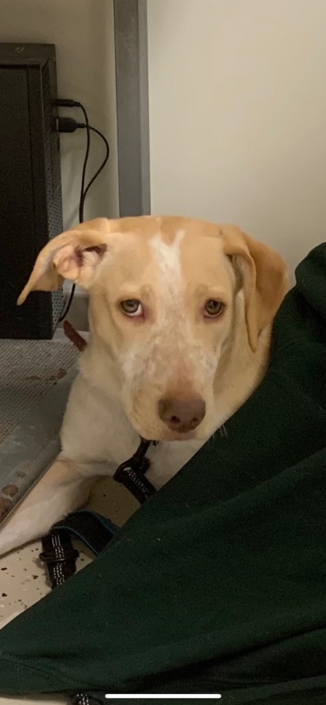 Happy, an adoptable Australian Cattle Dog / Blue Heeler in Blountville, TN, 37617 | Photo Image 6