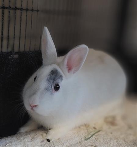 BROBOT, an adoptable Bunny Rabbit in Chula Vista, CA_image-1
