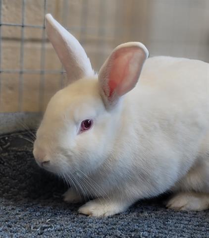 LUCY, an adoptable Bunny Rabbit in Chula Vista, CA_image-1