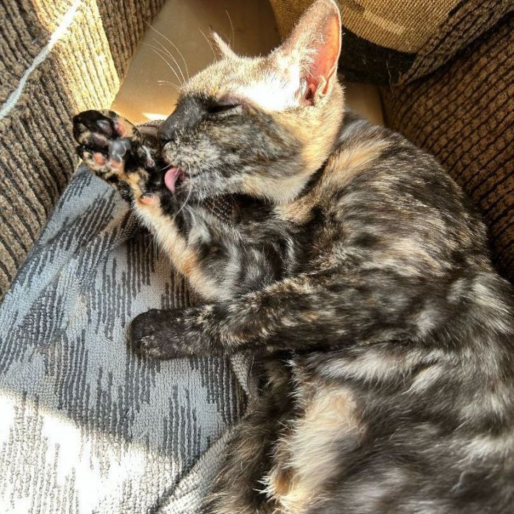 Mirabel 4
