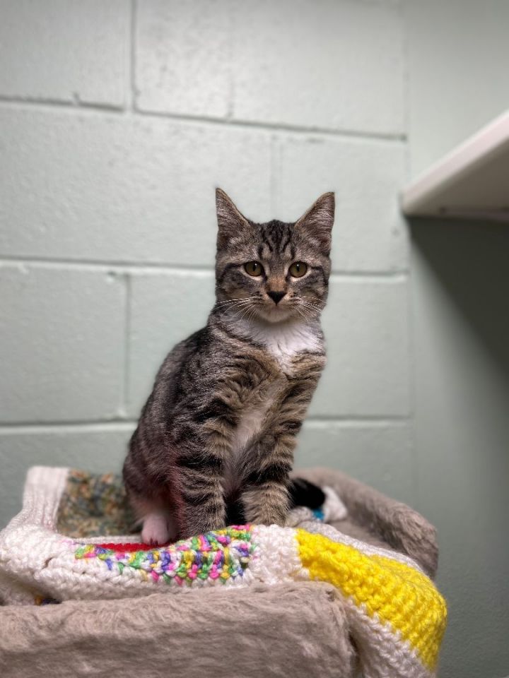 Carolina Reaper, an adoptable American Bobtail Mix in The Dalles, OR_image-1