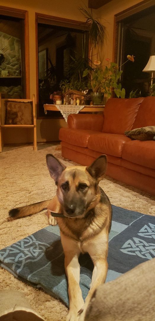 Ambi, an adoptable German Shepherd Dog, Mixed Breed in Ephrata, WA, 98823 | Photo Image 2