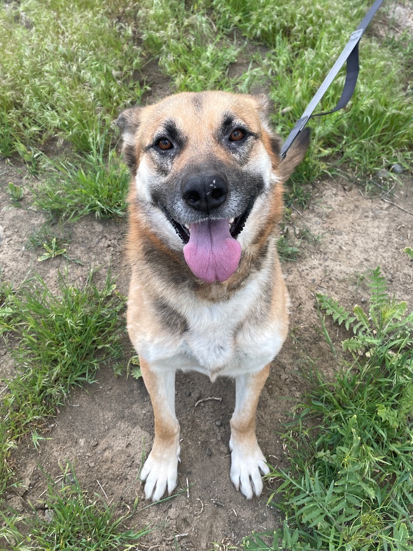 Ambi, an adoptable German Shepherd Dog, Mixed Breed in Ephrata, WA, 98823 | Photo Image 3