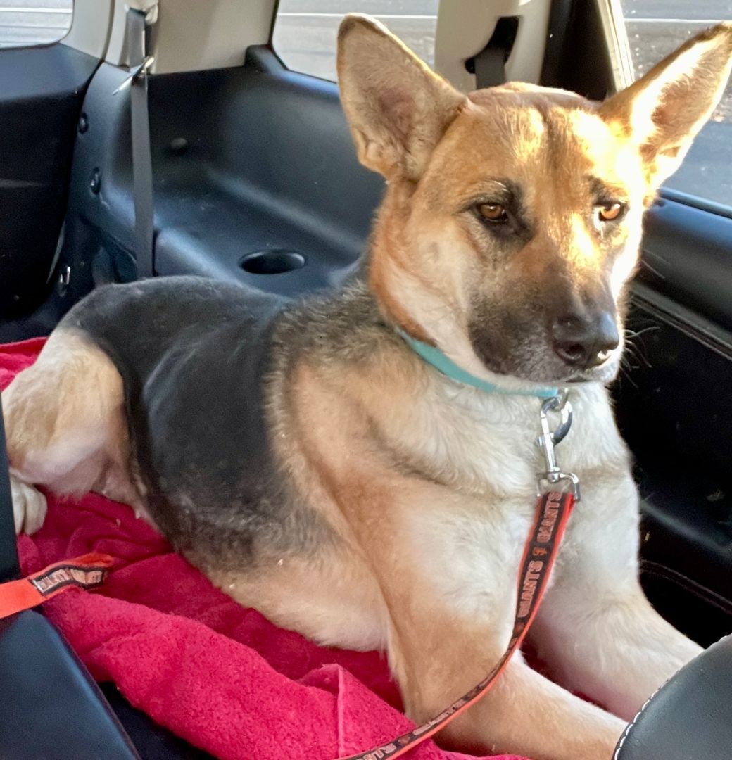 Ambi, an adoptable German Shepherd Dog, Mixed Breed in Ephrata, WA, 98823 | Photo Image 4