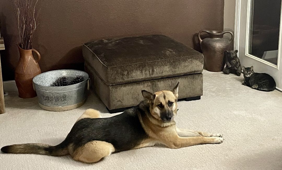 Ambi, an adoptable German Shepherd Dog, Mixed Breed in Ephrata, WA, 98823 | Photo Image 5