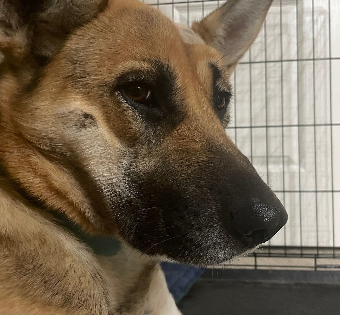 Ambi, an adoptable German Shepherd Dog, Mixed Breed in Ephrata, WA, 98823 | Photo Image 6