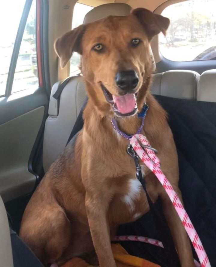 Lola , an adoptable Vizsla & German Shepherd Dog Mix in Medford, NY_image-2