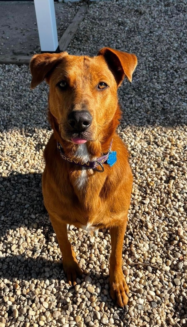 Lola , an adoptable Vizsla & German Shepherd Dog Mix in Medford, NY_image-1