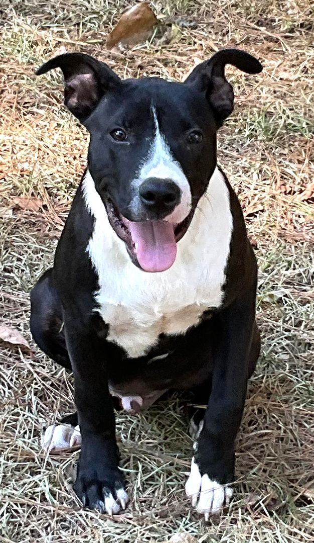 Jaxson, an adoptable Mixed Breed in Northwood, NH_image-2