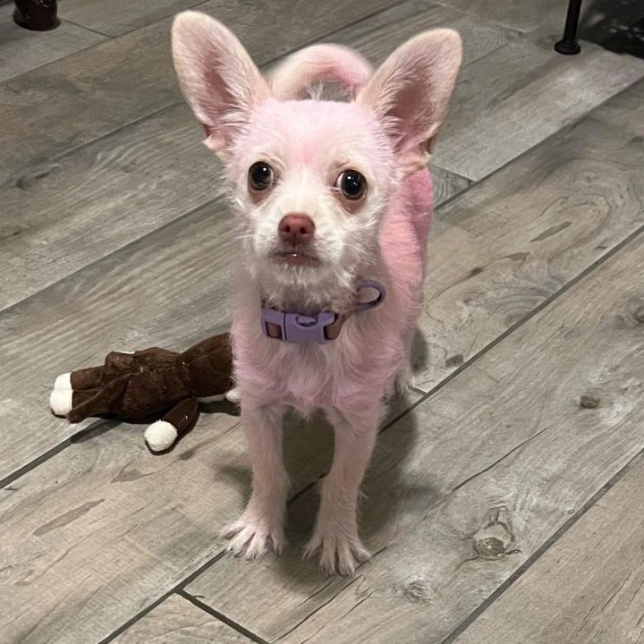 Cotton Candy , an adopted Terrier & Chihuahua Mix in Clovis, CA_image-1