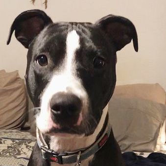 Petey 2