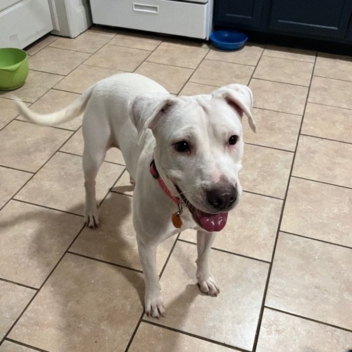 Allie, an adoptable American Bulldog in Oklahoma City, OK_image-2