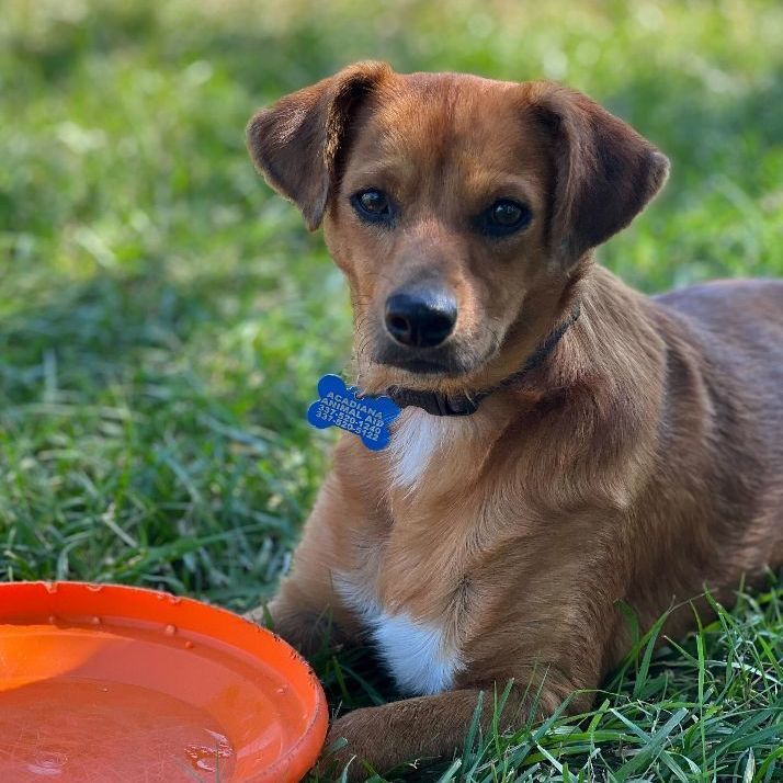 Hercule, an adoptable Chihuahua & Terrier Mix in Carencro, LA_image-2