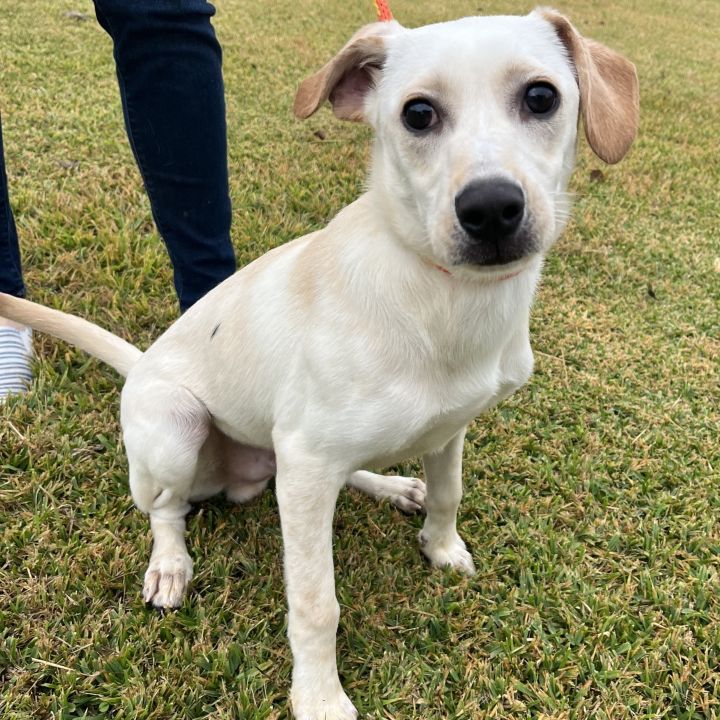 Basil, an adoptable Yellow Labrador Retriever Mix in Carencro, LA_image-2