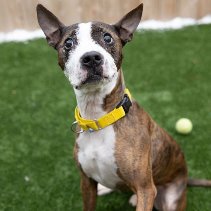 Percy, an adoptable Bull Terrier Mix in Naperville, IL_image-1