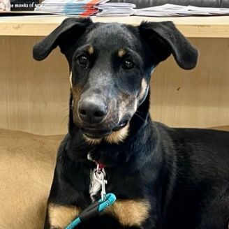 Sassy, an adoptable Shepherd & Rottweiler Mix in Minneapolis, MN_image-2