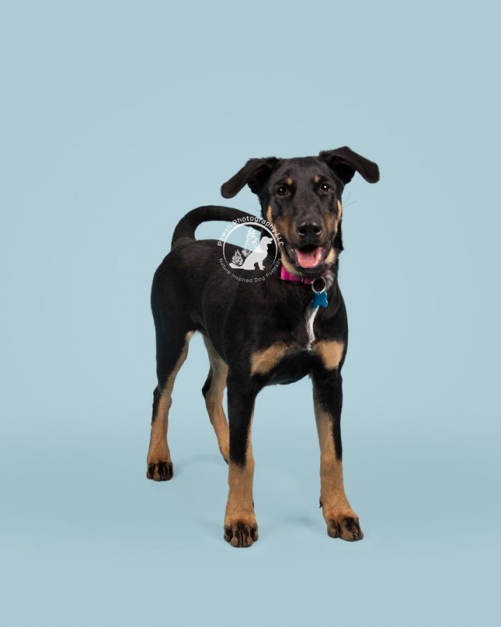 Sassy, an adoptable Shepherd & Rottweiler Mix in Minneapolis, MN_image-5