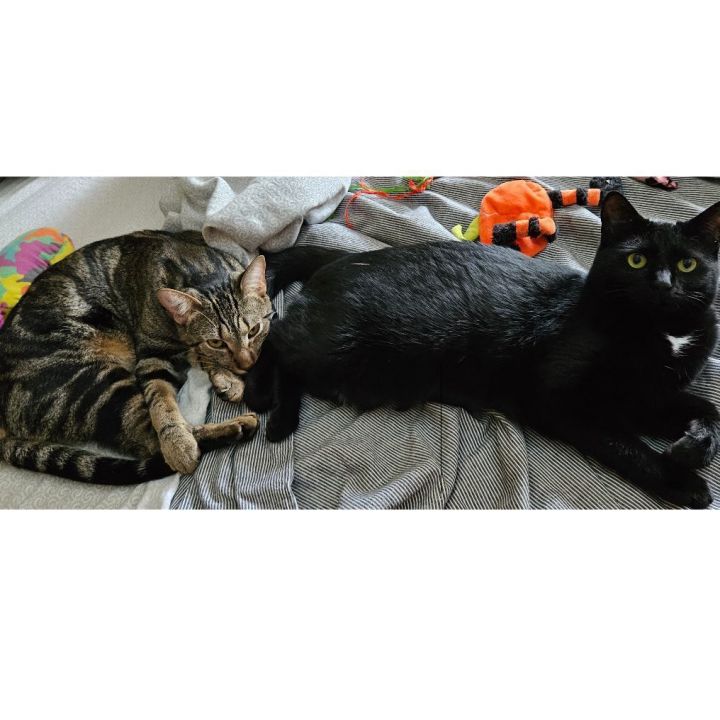 Emilie & Rajah, an adoptable Tabby & Domestic Short Hair Mix in Charlotte, NC_image-1