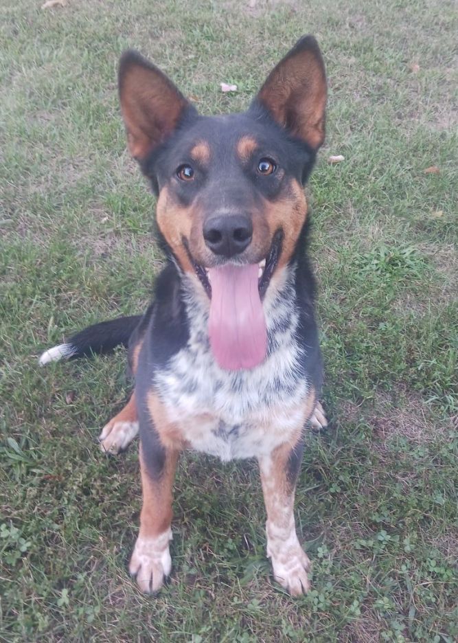 Kelpie cross best sale blue heeler