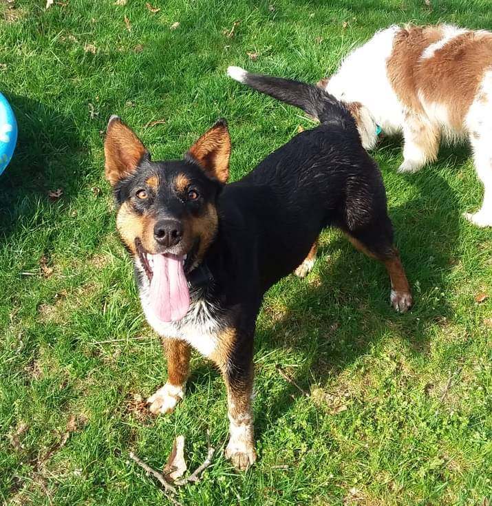 Tia, an adoptable Australian Cattle Dog / Blue Heeler, Australian Kelpie in Hedgesville, WV, 25427 | Photo Image 3