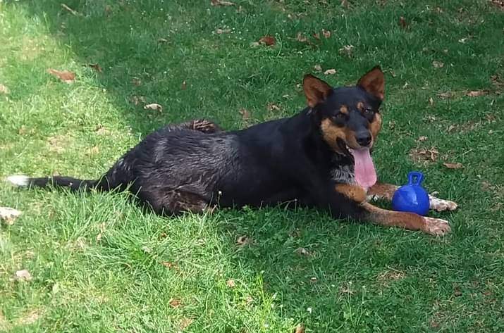 Tia, an adoptable Australian Cattle Dog / Blue Heeler, Australian Kelpie in Hedgesville, WV, 25427 | Photo Image 4