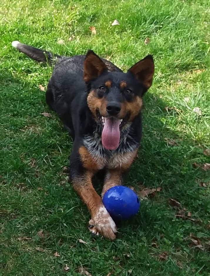 Tia, an adoptable Australian Cattle Dog / Blue Heeler, Australian Kelpie in Hedgesville, WV, 25427 | Photo Image 5