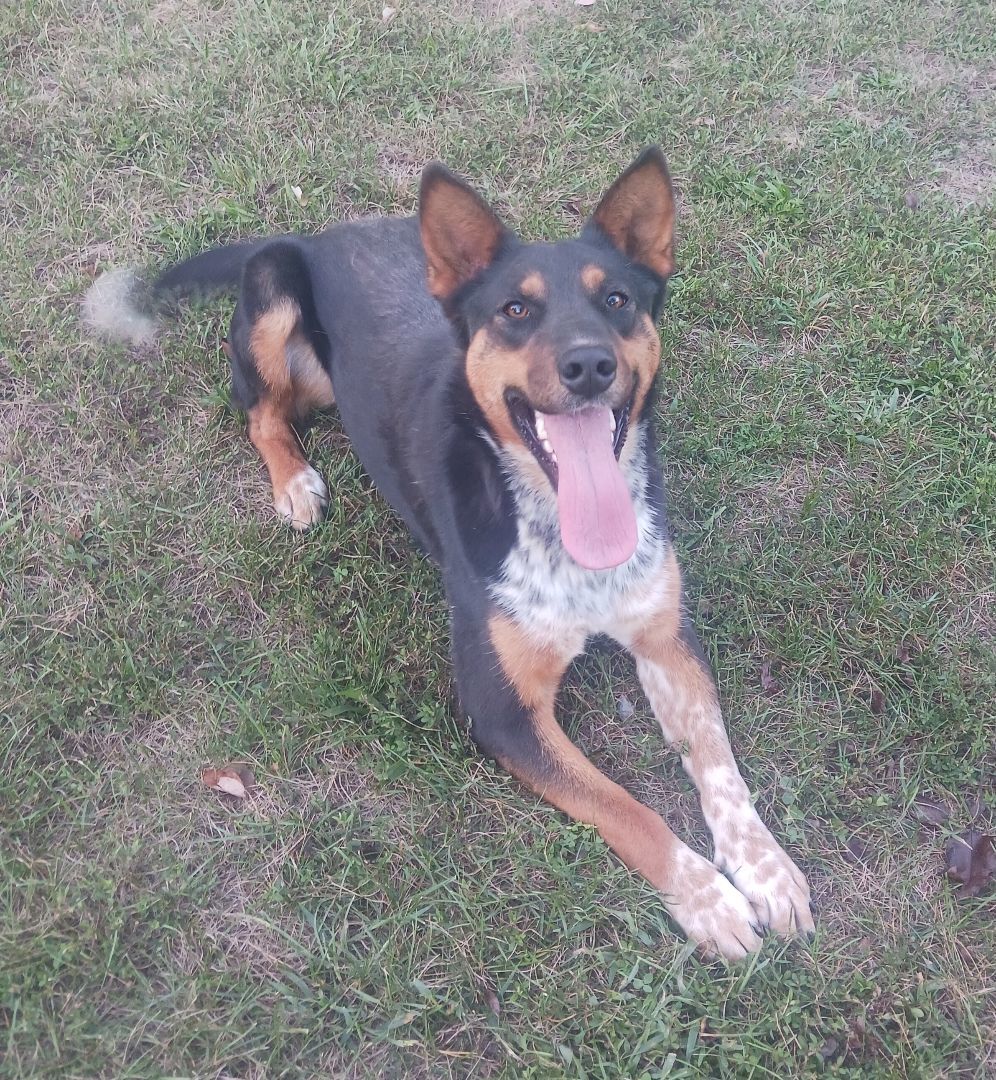 Tia, an adoptable Australian Cattle Dog / Blue Heeler, Australian Kelpie in Hedgesville, WV, 25427 | Photo Image 6