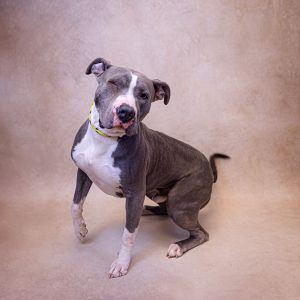 Primary Color Grey Secondary Color White Weight 635lbs Age 2yrs 3mths 1wks 