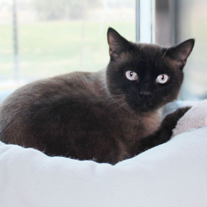 Bendy, an adopted Domestic Short Hair & Siamese Mix in Clovis, CA_image-1