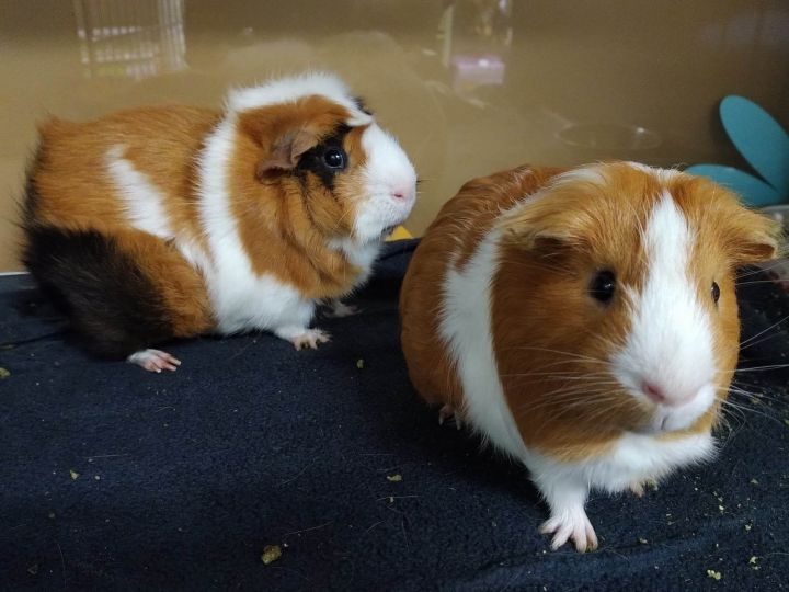 William & Harry , an adopted Guinea Pig in Lyndhurst, NJ_image-1