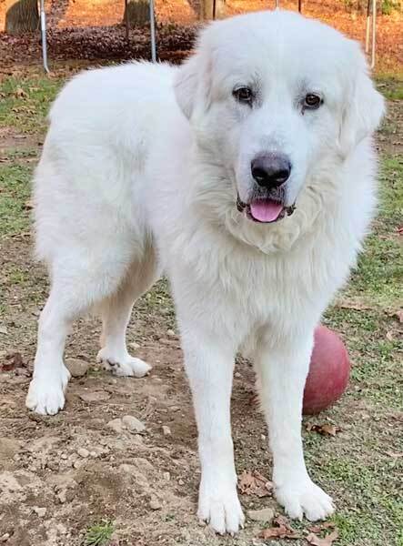 are great pyrenees cuddly