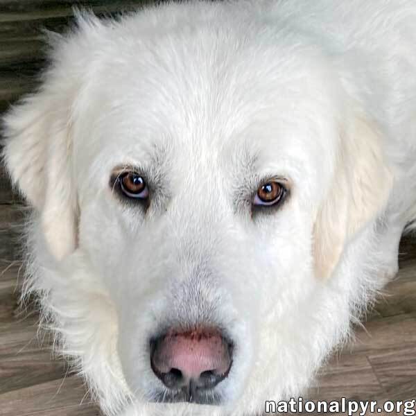 are great pyrenees cuddly