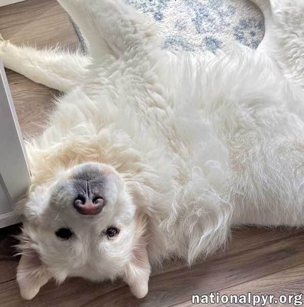 are great pyrenees cuddly