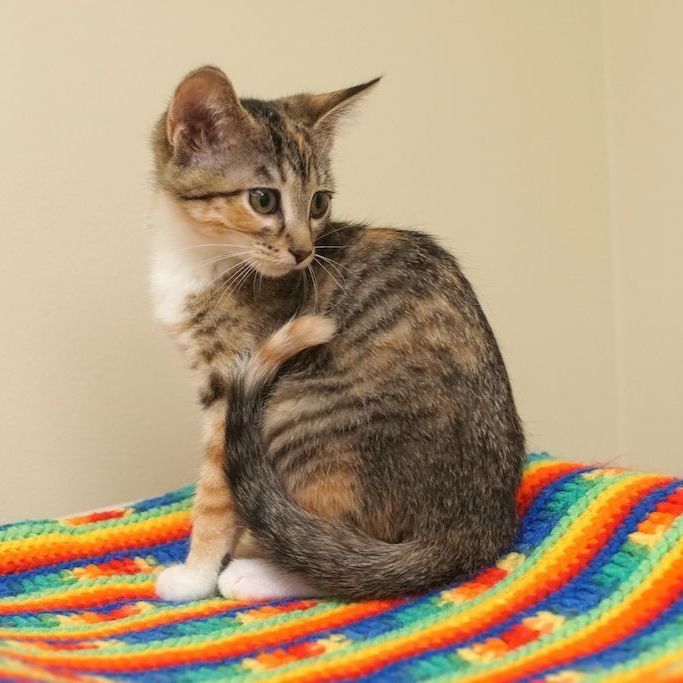 Jennipurr, an adopted Domestic Short Hair in Naperville, IL_image-3