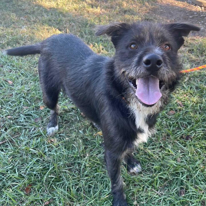 Gerald, an adoptable Wirehaired Terrier & Schnauzer Mix in Carencro, LA_image-1