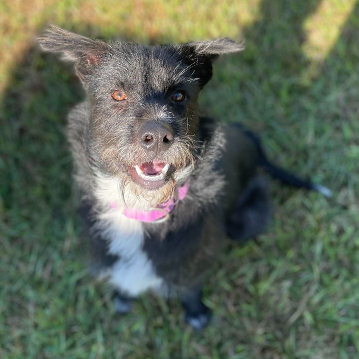 Gerald, an adoptable Wirehaired Terrier & Schnauzer Mix in Carencro, LA_image-3