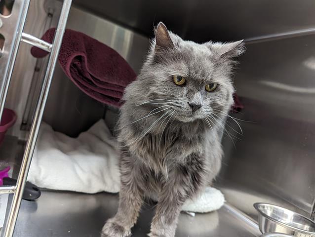 DULCE, an adoptable Domestic Long Hair in Santa Barbara, CA, 93111 | Photo Image 1