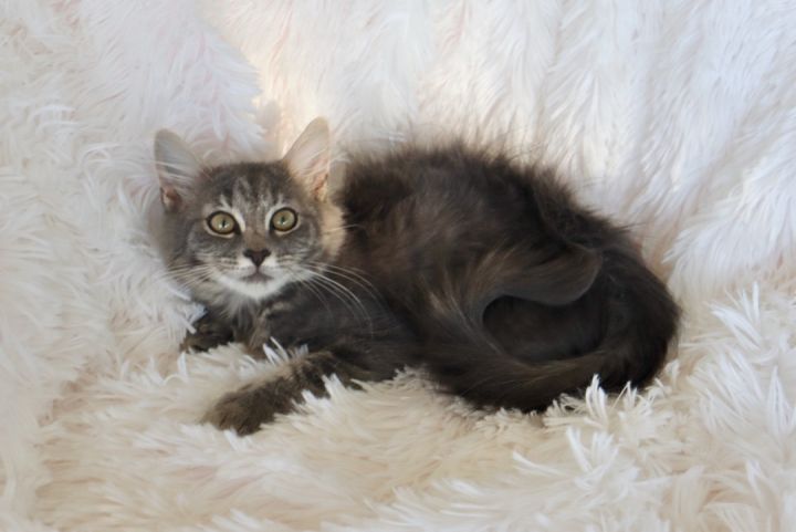 Sterling, an adopted Maine Coon & Domestic Long Hair Mix in Saint Augustine, FL_image-5