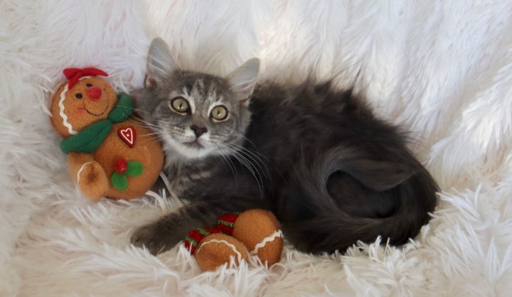 Sterling, an adopted Maine Coon & Domestic Long Hair Mix in Saint Augustine, FL_image-1
