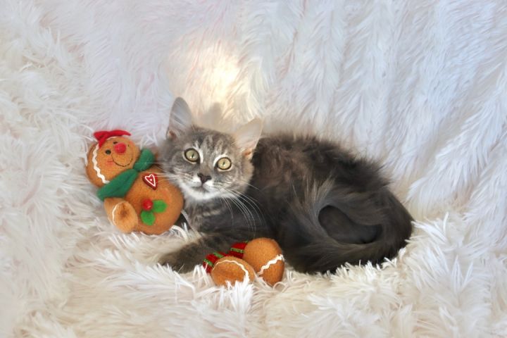 Sterling, an adopted Maine Coon & Domestic Long Hair Mix in Saint Augustine, FL_image-6