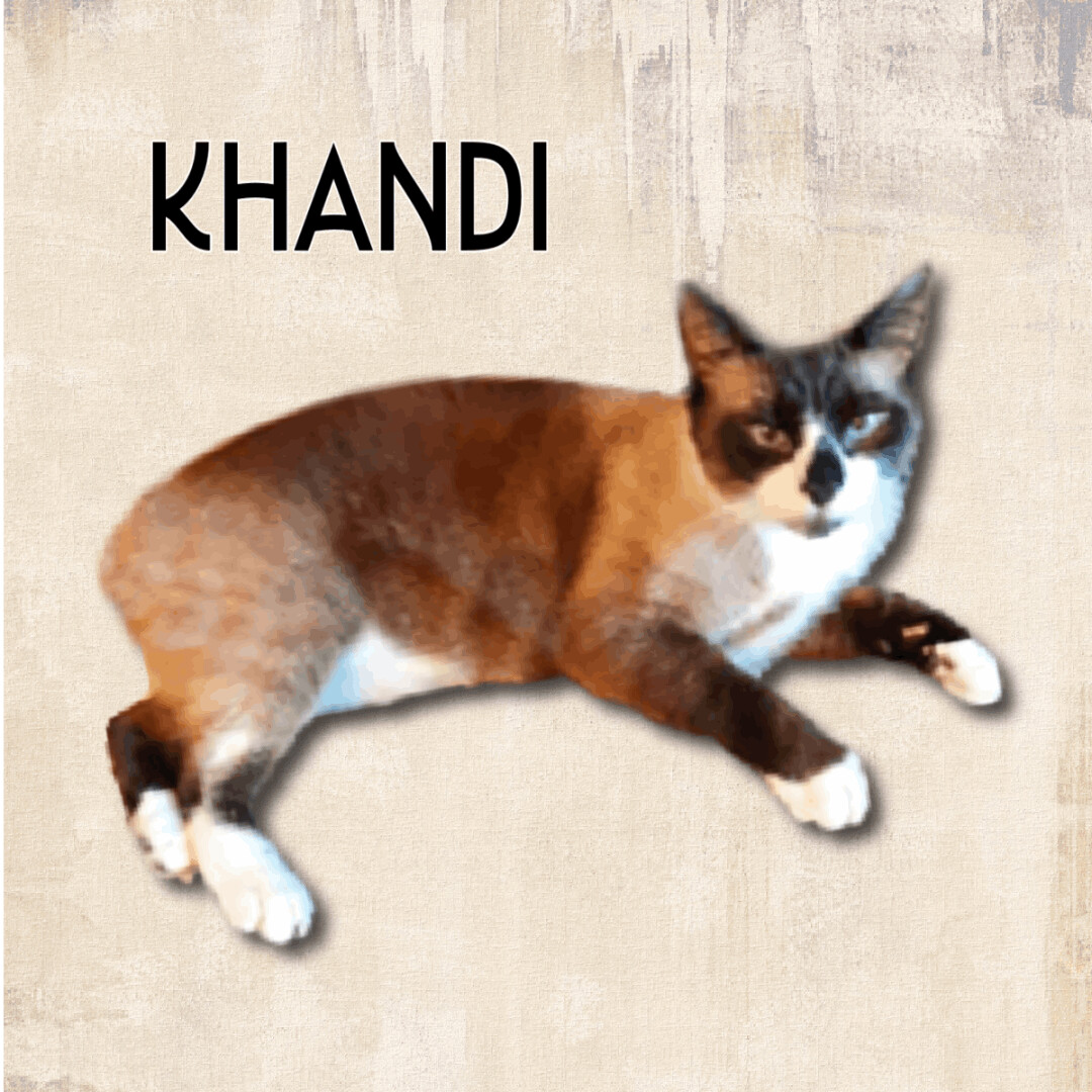 Khandi, an adoptable Siamese, Snowshoe in Pittstown, NJ, 08867 | Photo Image 2